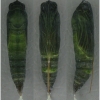 thym sylvestris pupa4 volg